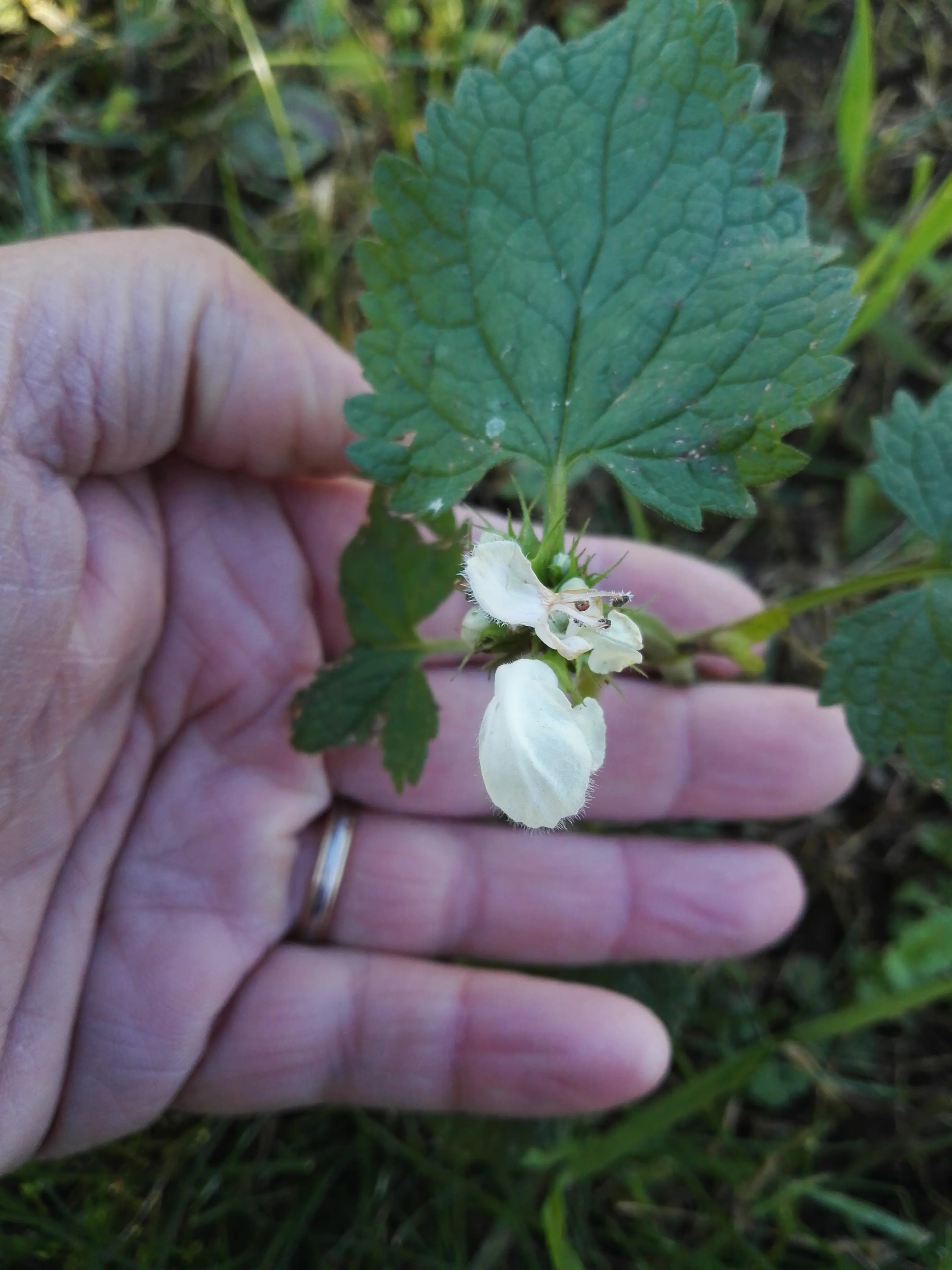 Reconnaissance de plante
